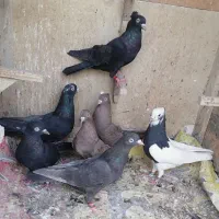 کفتر
