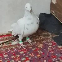 پرشی به شرط زدو خورد|پرنده|سبزوار, خسروجرد|دیوار