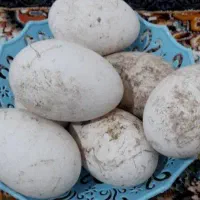 تخم قو غاز