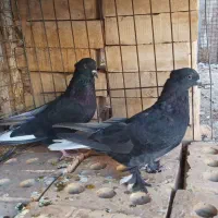 کفتر جفت سوکس دم سفید