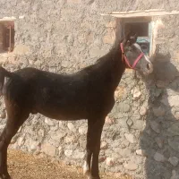 کره نریان 18ماهه ازارشاکیانی|اسب و تجهیزات اسب‌سواری|ارومیه, |دیوار