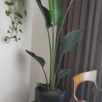 خدمات باغبانی وفضای سبز