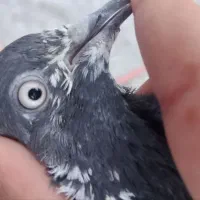 ماده فقیرگل فروشی