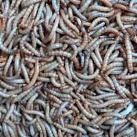 میلورم خشک و زنده|خزنده|شاهین‌شهر, نظامی|دیوار