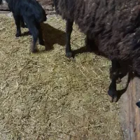 کوسفند و بره|حیوانات مزرعه|دهگلان, |دیوار