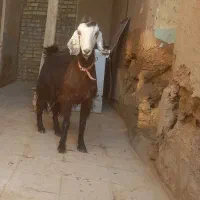 بزز