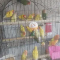 فروش انواع برزیلی در همه رنگ سخنگو دستی