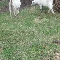 گوسفند گم شده|حیوانات|بم, |دیوار