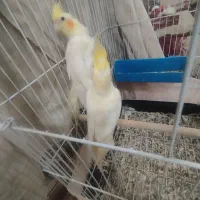 عروس هلندی