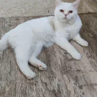 گربه پرشین بریتیش|گربه|نقده, |دیوار