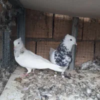 نر ماده طوقی|پرنده|بهبهان, |دیوار