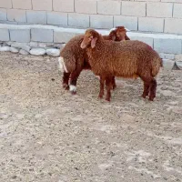 فروش بره گوشتی نر و ماده