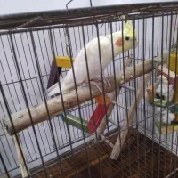 یک عدد طوطی عروس