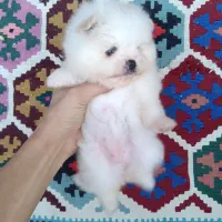 پامرین/مالتیز/شیتزو