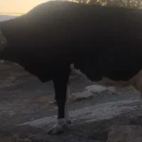 گاو دورگ هلشتاین|حیوانات مزرعه|رومشکان, |دیوار