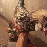 خروس و مرغ پرپا کاکولی