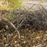 فروش چوب ودرخت گردو، بید، گلابی، میوه|خدمات باغبانی و درختکاری|الشتر, |دیوار