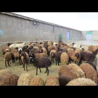 نگهبانی و نظافت در دامداری