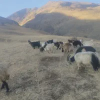 فروش گله بز با بزغاله|حیوانات مزرعه|سیلوانه, |دیوار