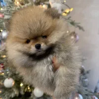 توله سگ پامرانین خرسی|سگ|تهران, صادقیه|دیوار