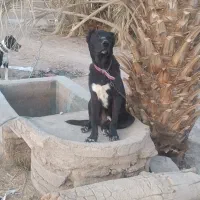 توله سگ|سگ|طبس, |دیوار