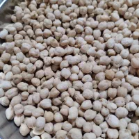 نخود ریز سفید