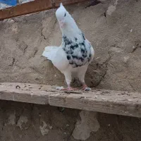 جفت طوقی|پرنده|مهر, |دیوار