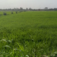 زمین کشاورزی ۲۸۰۰ متر در مناسکلا بابل|فروش زمین و ملک کلنگی|زرگرشهر, |دیوار