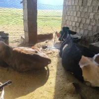 فروش گاو