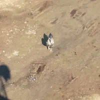 یک عدخروس ریشو