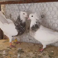 طوقی شکلاتی