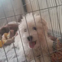 یک عددسگ آرام وبی سروصدا