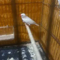 فنچ نر