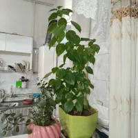 تعدادی گل بزرگ