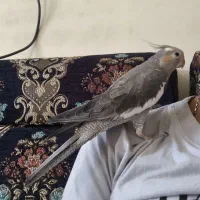 عروس هلندی|پرنده|اهواز, شهرک برق|دیوار