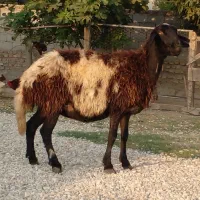 ۱۲بره وگوسفندکشتاری،و۵ تاآبست،و۲ تاگوسفند بره دار
