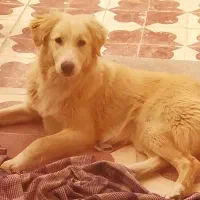 حیوانات خانگی