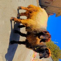 نرمیش‌گاو‌بره‌بز‌میش