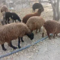 گوسفند نر|حیوانات مزرعه|دینور, |دیوار