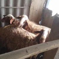 گوسفند نر افشاری