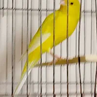 قناری رسمی بلند|پرنده|اهواز, شهرک الهیه|دیوار