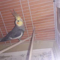 عروس هلندی