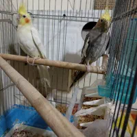 فروش عروس هلندی