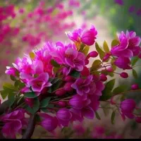 زمین-جمال-آباد