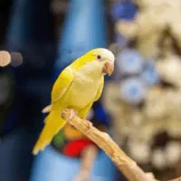 خرید فروش را.هب همه رنگ دونخور تعداد