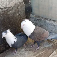 نروماده کراواتی کاکلی|پرنده|مشهد, گلبرگ|دیوار