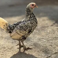 مرغ و خروس سبرایت|حیوانات مزرعه|بوکان, |دیوار