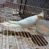 جوجه عروس هلندی|پرنده|مینودشت, |دیوار