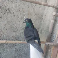 اشعل گرفتنی|پرنده|اهواز, دغاغله|دیوار