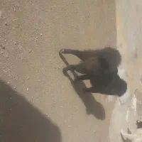 سگ قدریجانی قدیرجون